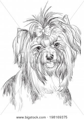 Vector outline portrait of Biewer terrier (Yorkshire Terrier) in black color hand drawing Illustration on white background