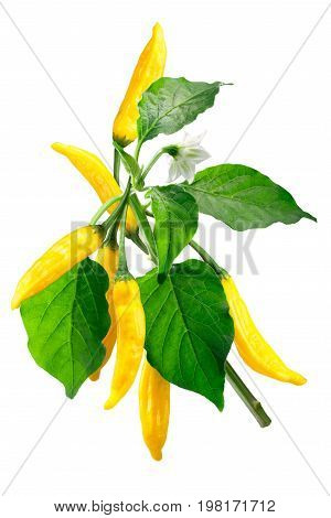 Aji Lemon Dop Capsicum Baccatum, Path