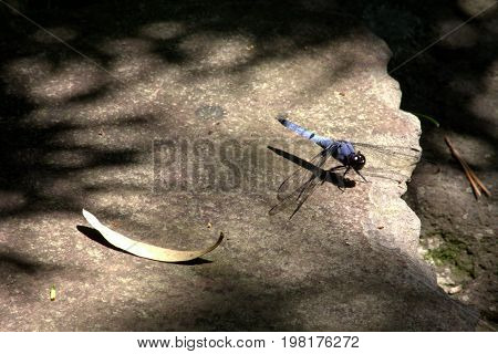 A blue dragonfly rests on a rock in a Japanese garden.