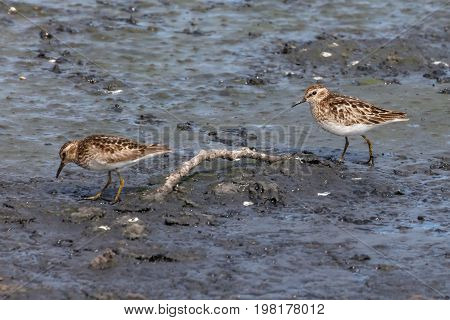 Least sandpiper bird at Vancouver BC Canada