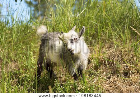 Young African dwarf goat eating green grass.