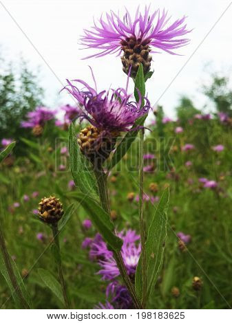 Flower Centaurea carpatica in a field on a Sunny summer day.