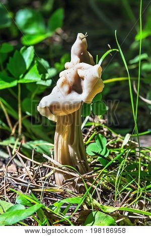 Inedible mushroom Lopatnik curly curly Helvella ( lat. Helvella crispa ). Berdsk Novosibirsk oblast Siberia Russia August