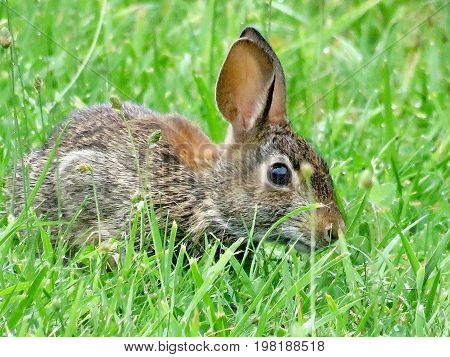 The eastern cottontail rabbit isolated in forest of Thornhill Canada August 2 2017