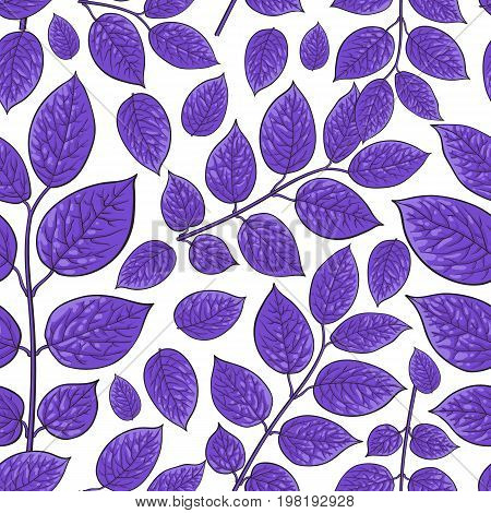 Seamless pattern of beautiful purple birch, honeysuckle leaves, twig, branches, sketch style vector illustration on white background. Hand drawn honeysuckle twig seamless pattern