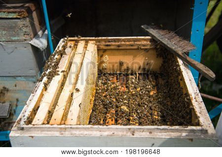 Many bees in an open hive in the hive half of the frames with honeycombs and honey are removed
