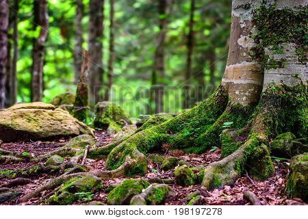 Road going through beautiful forest with mossy trunks and roots giant spuces and pines and lush folliage in front