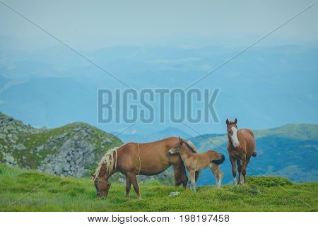 Horse grazing in a meadow Ukrainian Carpathian mountain valley. Early misty morning
