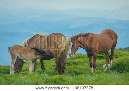 Horse grazing in a meadow Ukrainian Carpathian mountain valley. Early misty morning