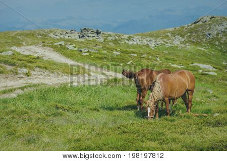 Horse grazing in a meadow Ukrainian Carpathian mountain valley. Early misty morning