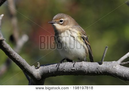 Yellow-rumped Warbler (Dendroica coronata) perched in a tree