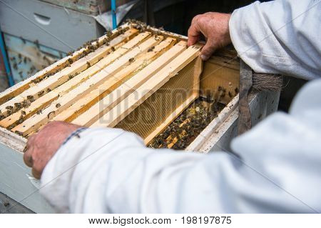 The beekeeper keeps a frame with honey sealed with wax on which bees sit