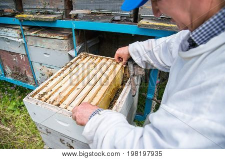 The beekeeper keeps a frame with honey sealed with wax on which bees sit