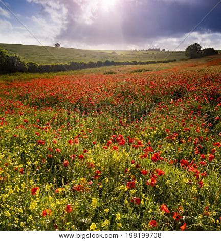Beautiful poppies back lit by the setting sun in a Dorset field near Blandford Forum
