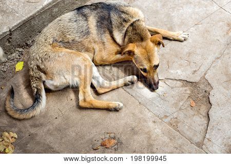 The Weakened stray dog from the shelter. Homeless dogs. Selective focus