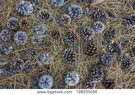 Background with pine cones and dry fir-needles. Summer nature pine cones texture.