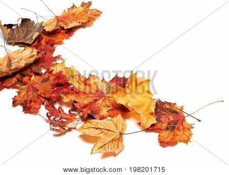Autumn Multicolor Dry Maple Leafs