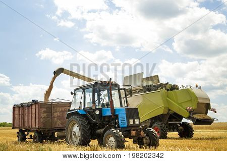 combine harvester loading seeds in to  the tractor trailer in a wheat field . Agricultural background.