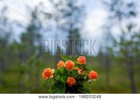 Cloudberry grow in the forest in Russia. Healthy food in wood