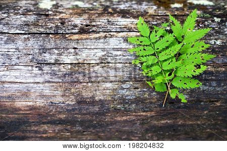 Green fern leaf on wooden old background