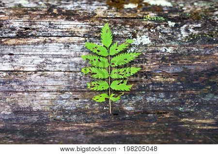 Green fern leaf on wooden old background