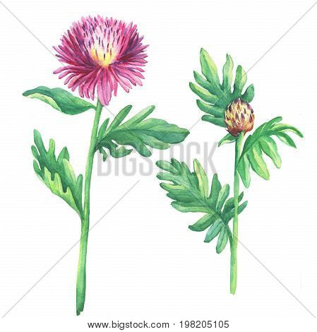 The branch flowering pink spotted knapweed (names: Centaurea maculosa, whitewash cornflower, meadow thistle), isolated on white background. Watercolor hand drawn painting illustration.