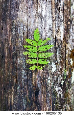 Green fern leaf on wooden old background
