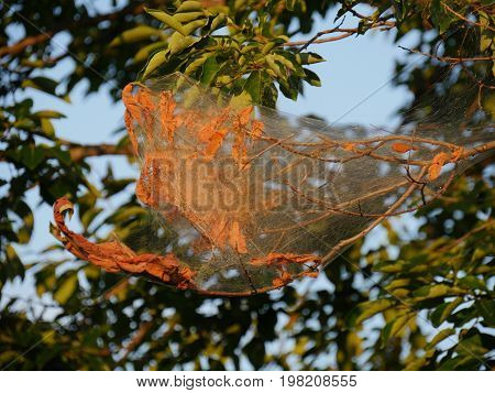Silken webs of webworms wrap around the branch of a tree killing all the leaves