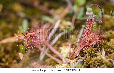 Beautiful round-leaved sundew (Drosera rotundifolia) is a carnivorous plant on a marsh on a summer day.