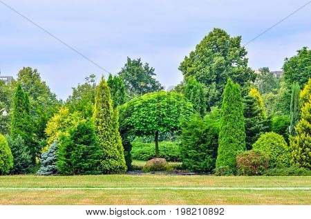 Intense green garden. Ornamental plants in the city.