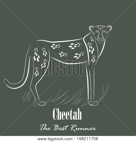 White Cheetah Silhouette Hand Drawing Digitally on the Green Gray Background with the Heading Below. Line Art Vector