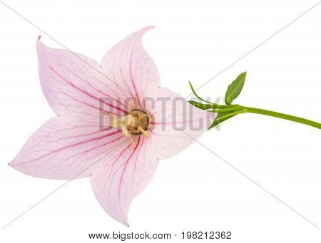 Rose Flower Of Platycodon (platycodon Grandiflorus) Or Bellflowers, Isolated On White Background