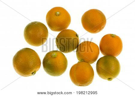 Calamondin also known as calamansi or Citrofortunella microcarpa ir a plant and fruit of the citrus family which resembles a small round lime