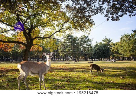 Fall Season With Beautiful Maple Color At Nara Park, Japan