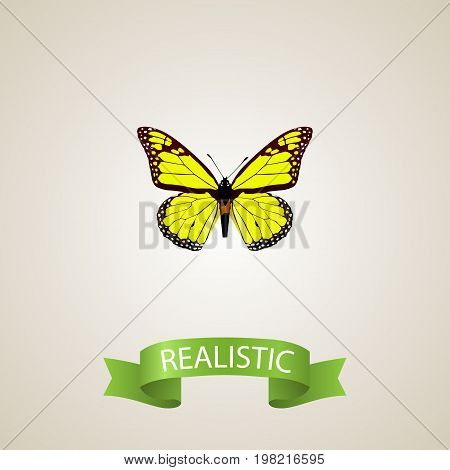 Realistic Yello-Wing Element. Vector Illustration Of Realistic Archippus Isolated On Clean Background