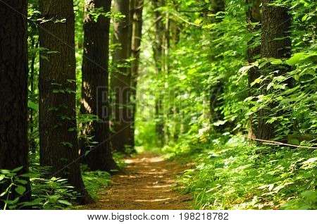 A hiking trail within a evergreen grove within Topsmead state forest in Litchfield Connecticut.