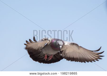 Single Pigeon Flying In  Air