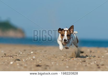 Jack Russell Terrier dog jumping on the beach in summer day