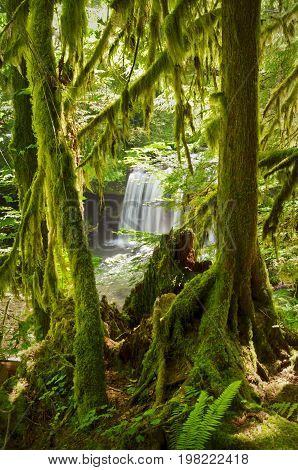 Waterfall seen through lush green mossy trees in forest