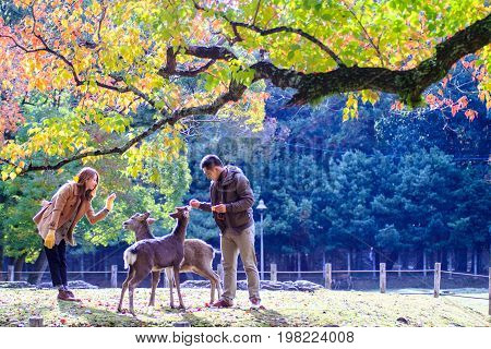 Fall Season With Beautiful Maple Color At Nara Park, Japan
