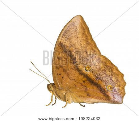 Isolated Common Duffer Butterfly ( Discophota Sondaica Boisduval ) On White