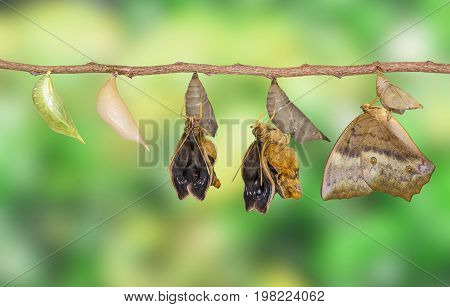 Life Clycle Of Common Duffer Butterfly ( Discophota Sondaica Boisduval ) On White