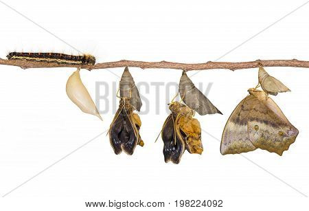 Life Clycle Of Common Duffer Butterfly ( Discophota Sondaica Boisduval ) On White