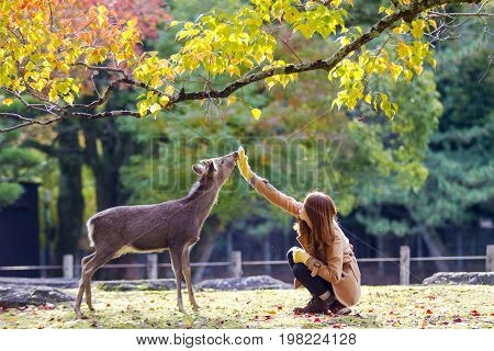Fall Season With Beautiful Maple Color At Nara Park, Japan