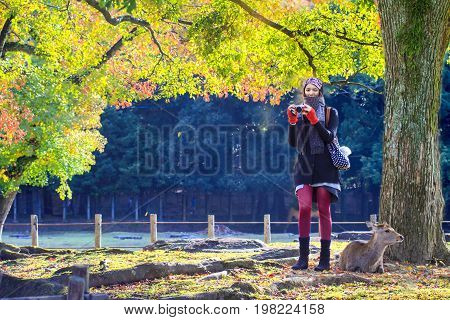 Fall Season With Beautiful Maple Color At Nara Park, Japan
