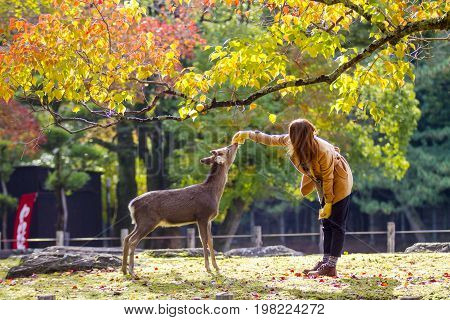 Fall Season With Beautiful Maple Color At Nara Park, Japan