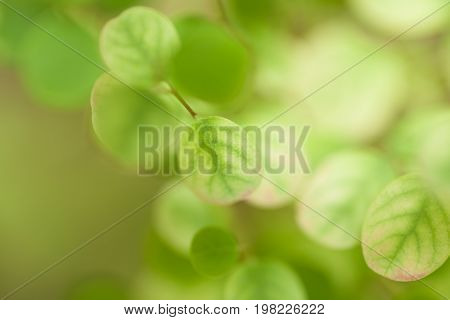 Leaves a pretty smallTree leaves spotted the small round Select focus blur