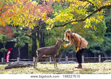 Fall Season With Beautiful Maple Color At Nara Park, Japan