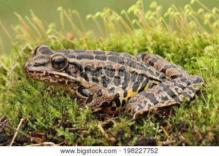 Pickerel Frog (Lithobates Rana palustris) sunning in spring on moss