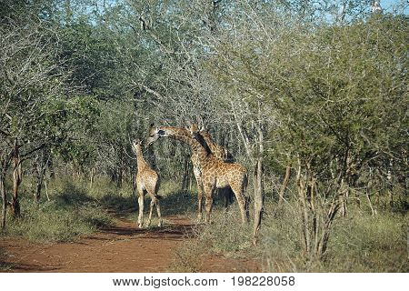 African Giraffe in the  Kruger National Park